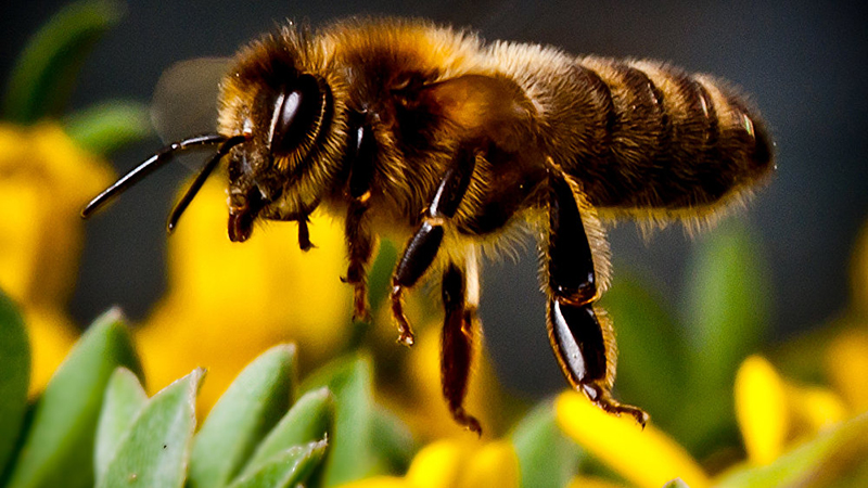 حساسیت-به-نیش-زنبور-عسل